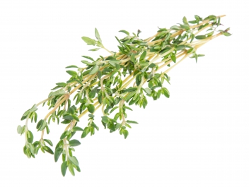Thyme isolated on white © HandmadePictures