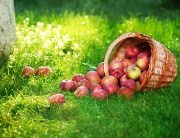 Healthy Organic Apples in the Basket. © Subbotina Anna